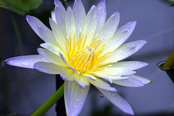 purple yellow flowers