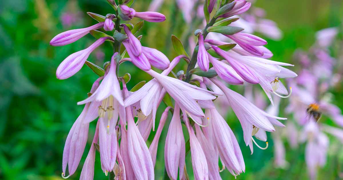 hosta blooming