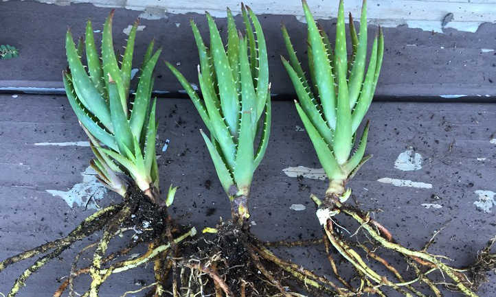why should aloe vera be cloned