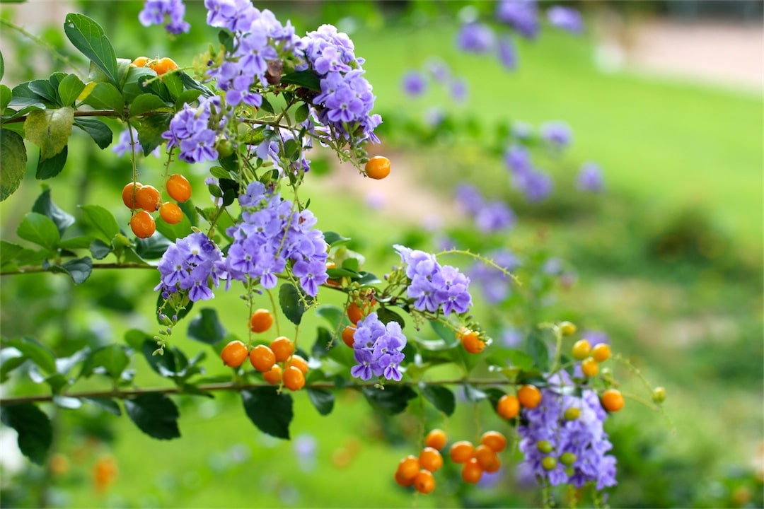 duranta sapphire showers
