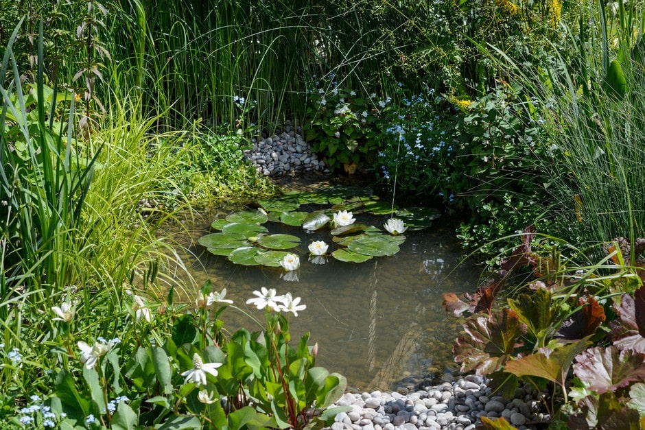 planting water plants in a pond