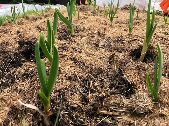 can you plant garlic in the spring