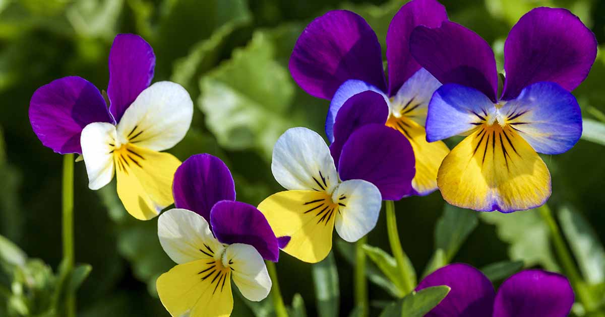 flower purple yellow