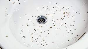 how to get rid of drain flies