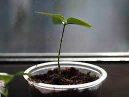 how to plant persimmon seeds