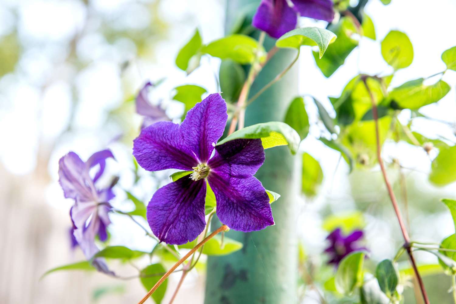 perennial flowering vine