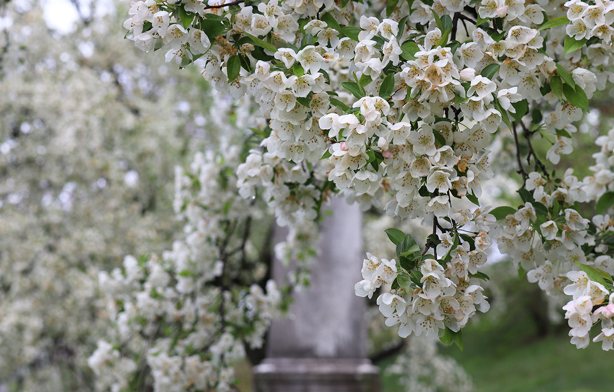 trees with white flowers