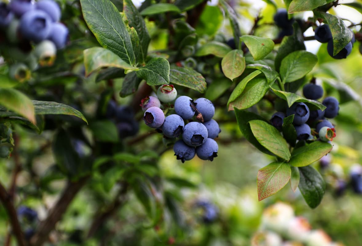 when is blueberry season