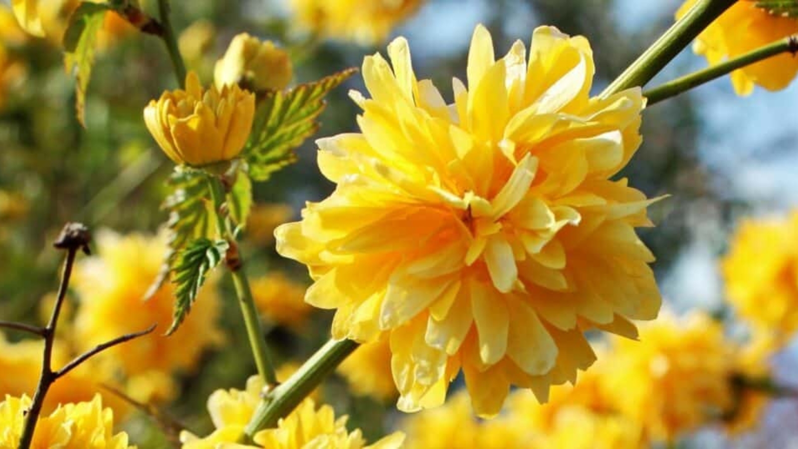 flowering shrubs with yellow flowers