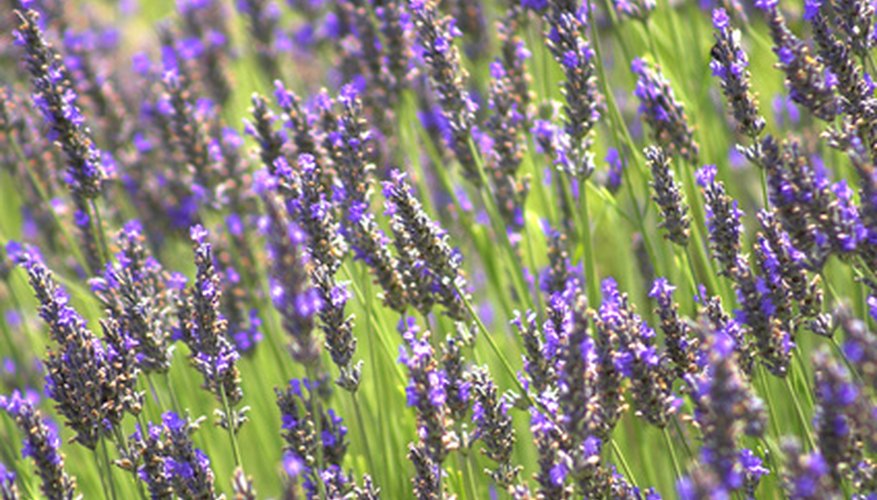 growing lavender in texas