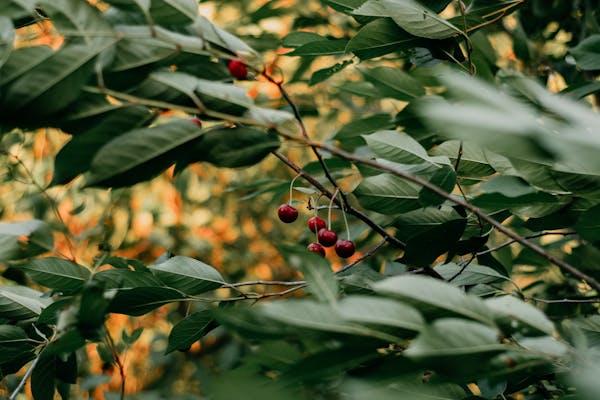 cherries on a cherry tree